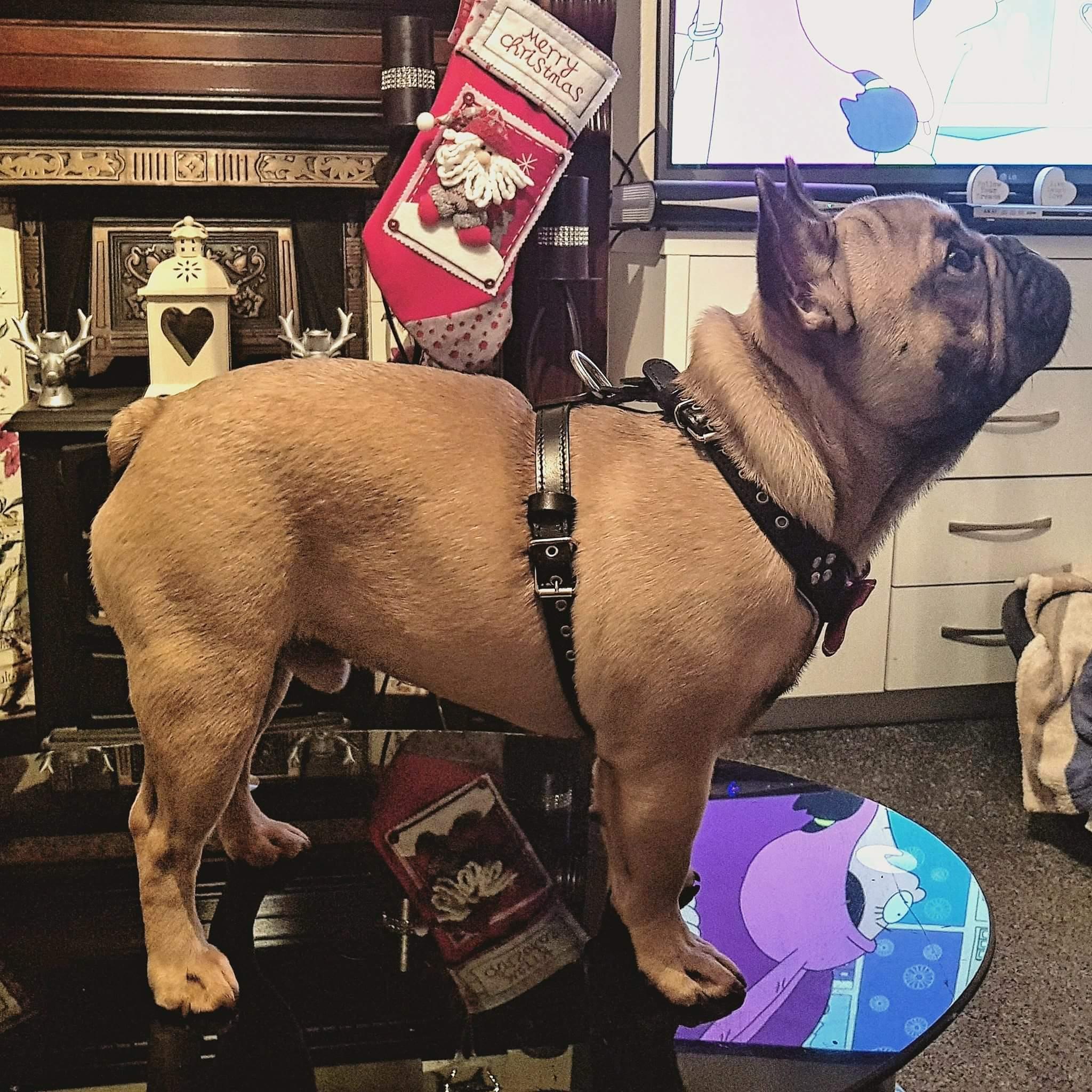 The 